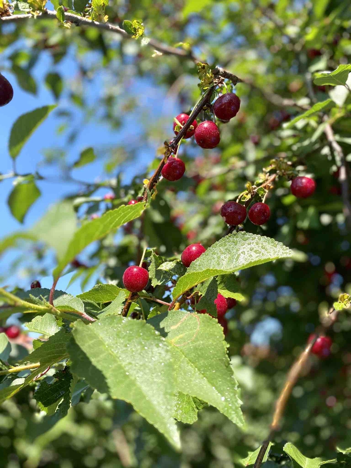 Cherries