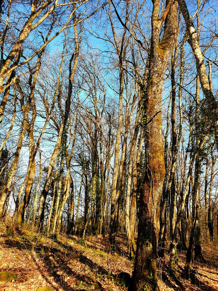 forêt