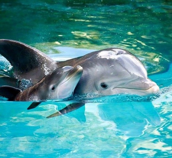 Dolphin mother and baby