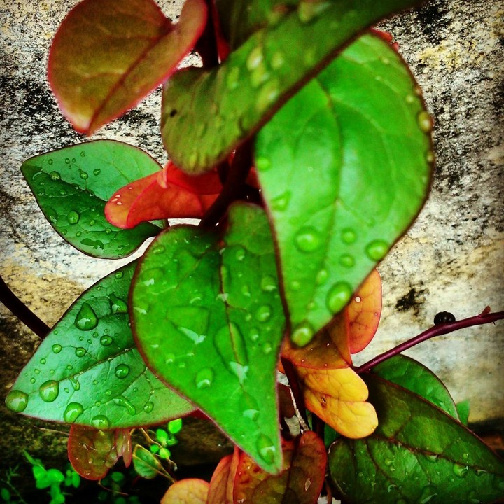 Drizzling