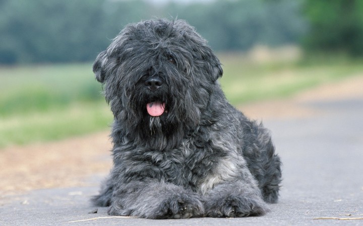 Grey Dog