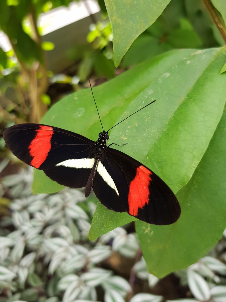 butterfly
