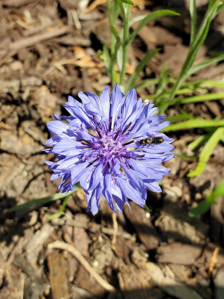 purple flower