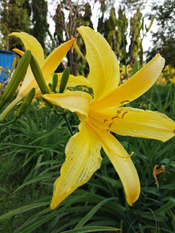Beautiful Lily in Araku Valley