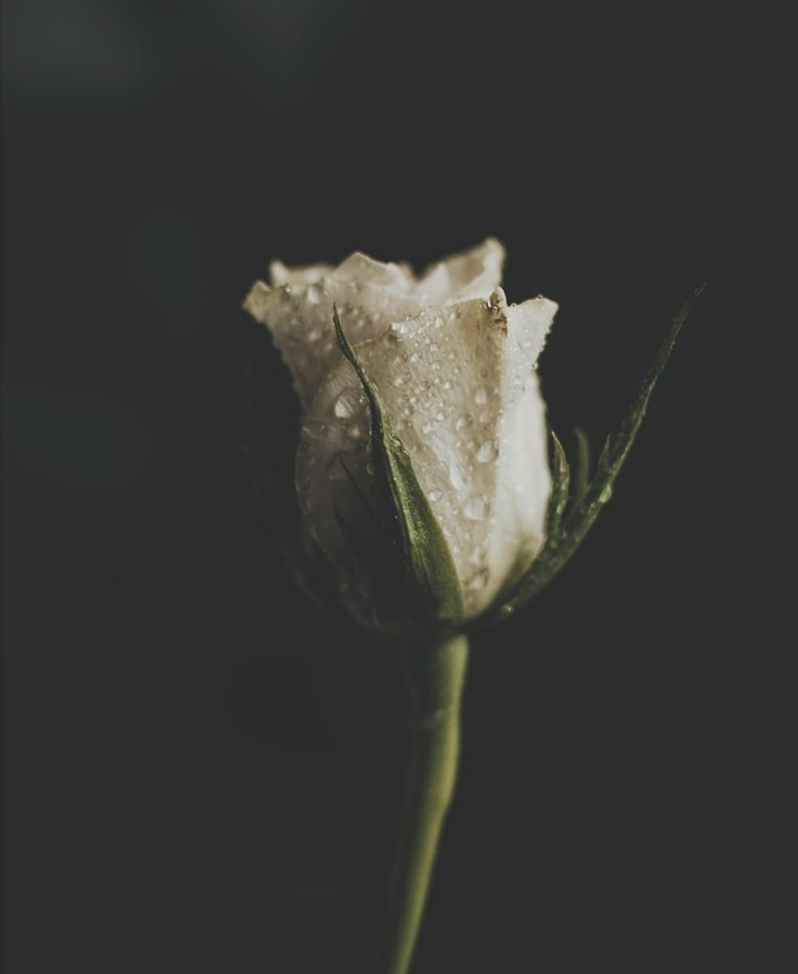 ✨