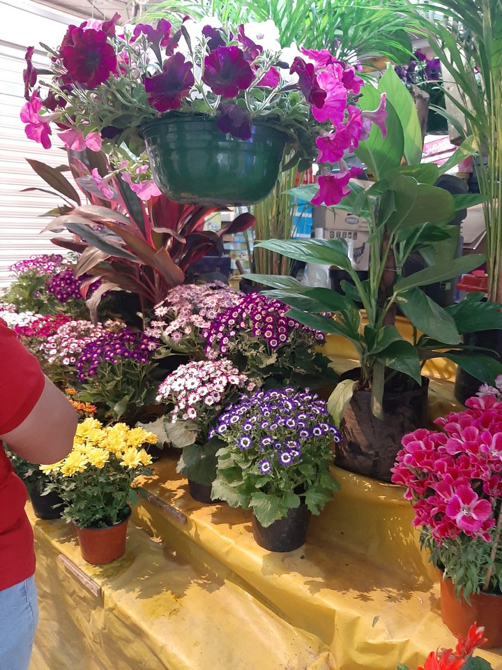 flores