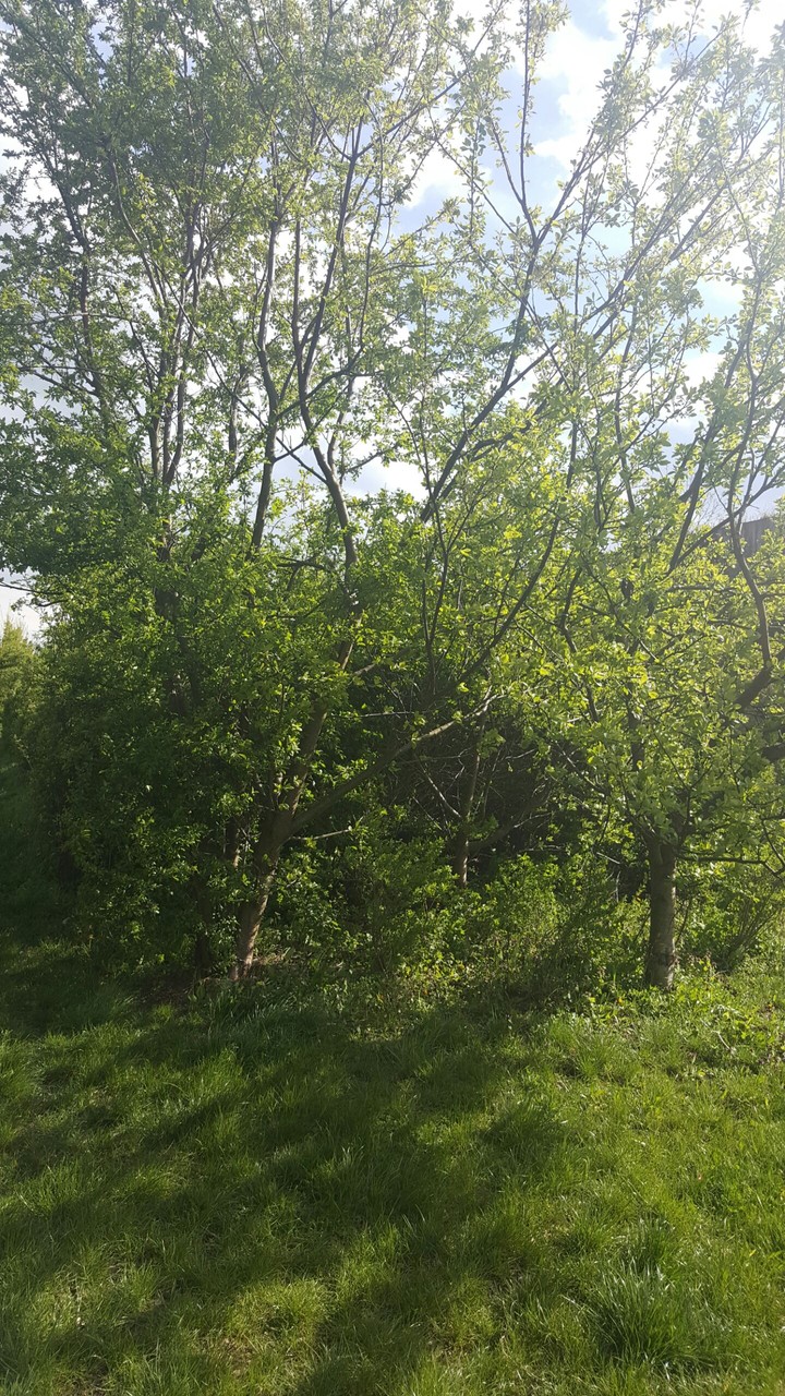Trees