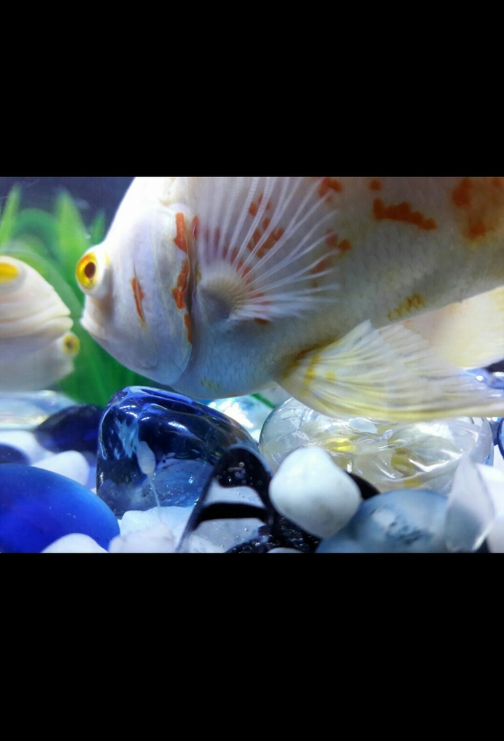 oscar fishes..
