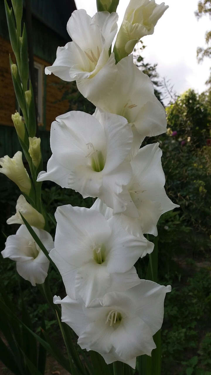 Gladiolus