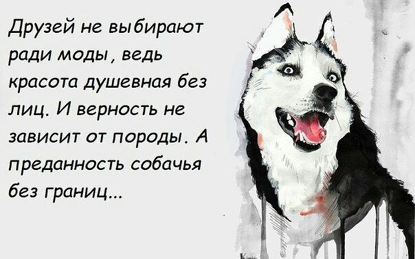 Стихи про собак