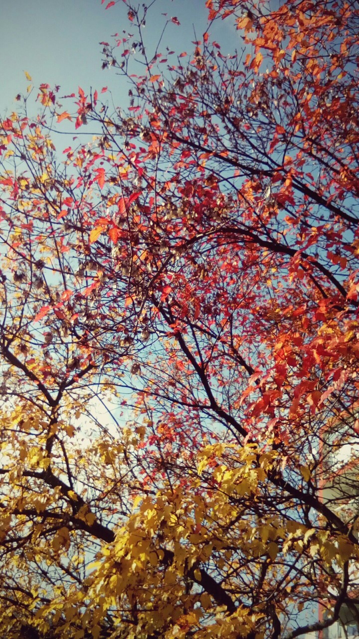 fall trees