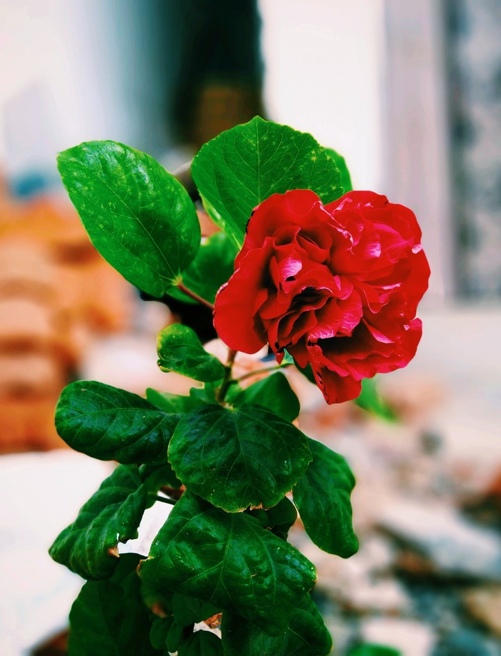Beautiful Hibiscus.