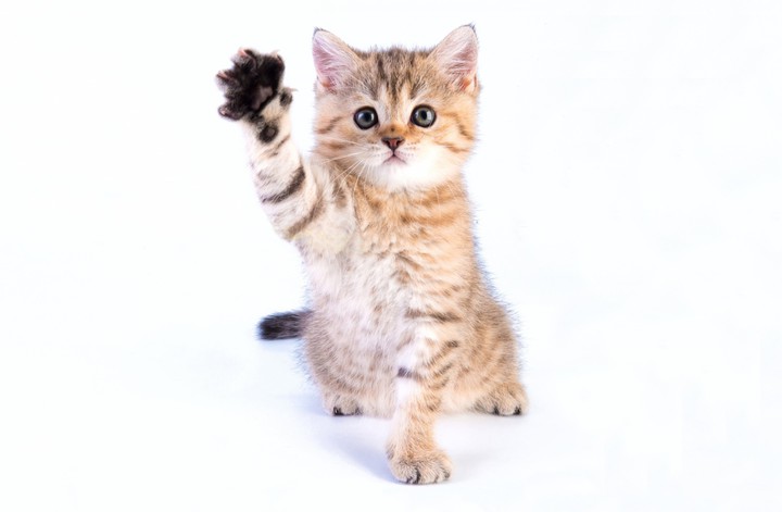 kittens
