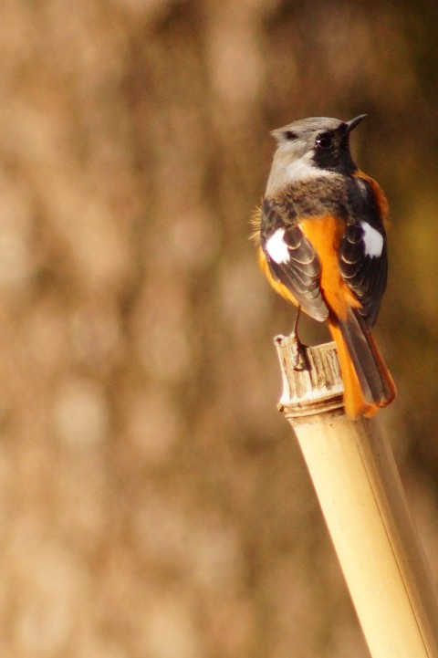 bird, plant वॉलपेपर