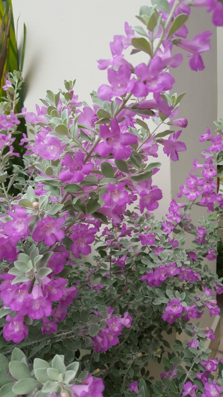 tiny flowers