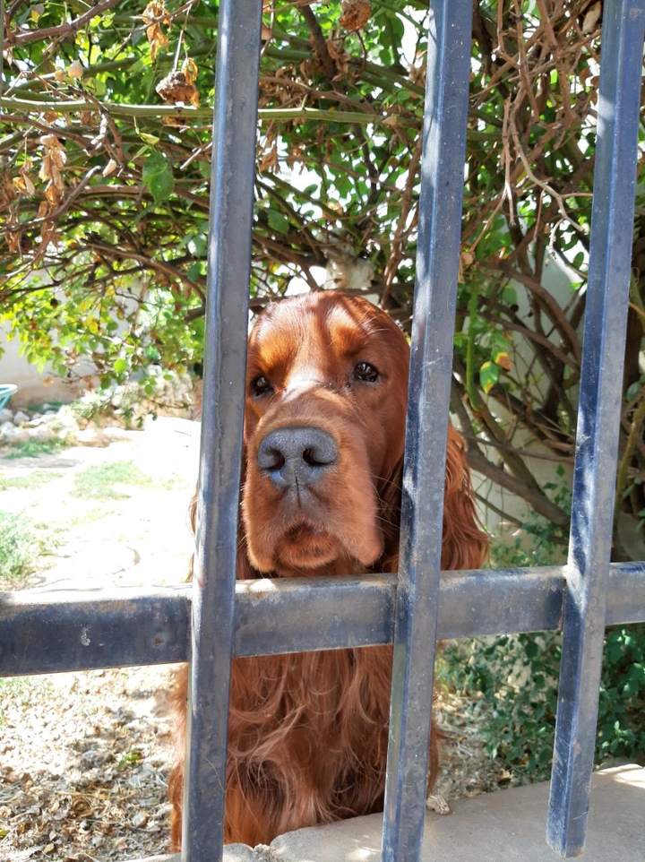 dog