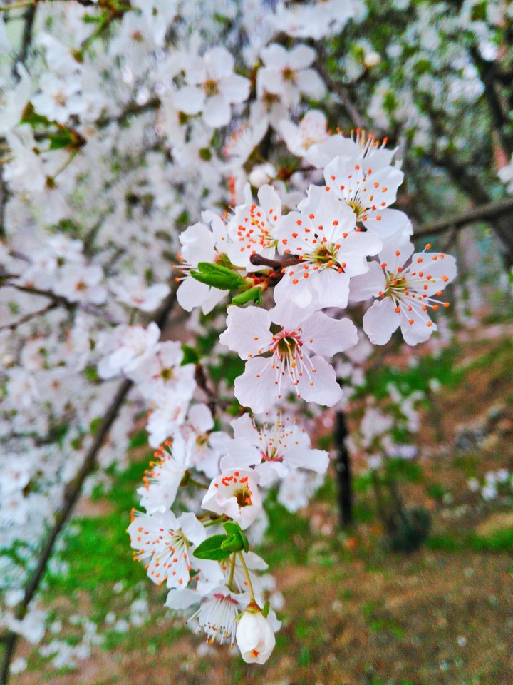 spring