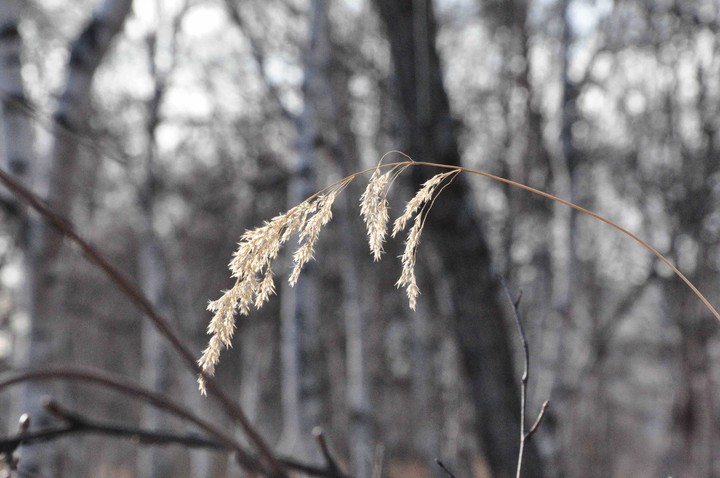 twig