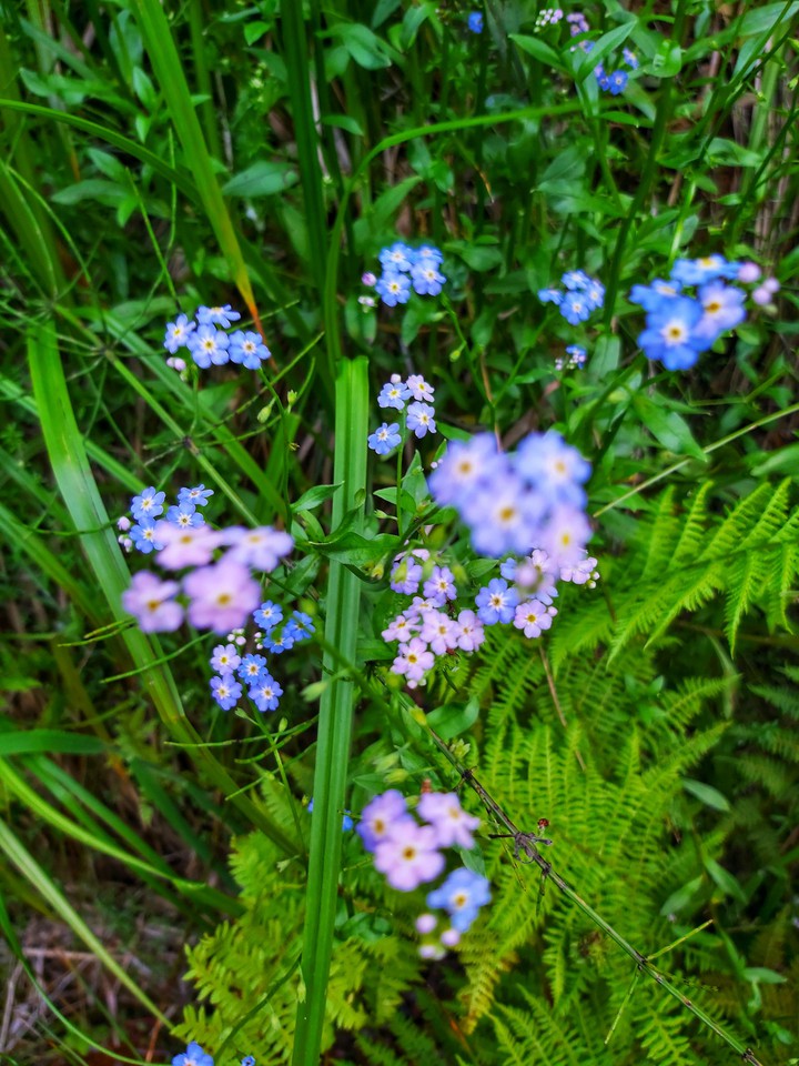 flowers