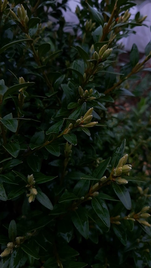 fonds d'écran groundcover, shrub