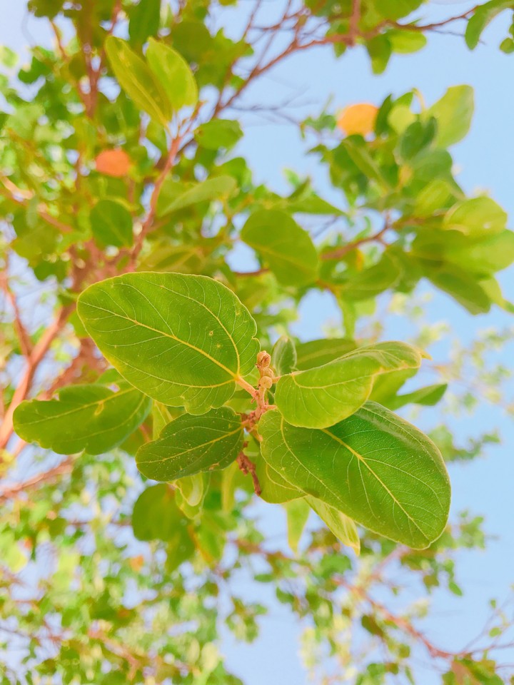 tree leafs.