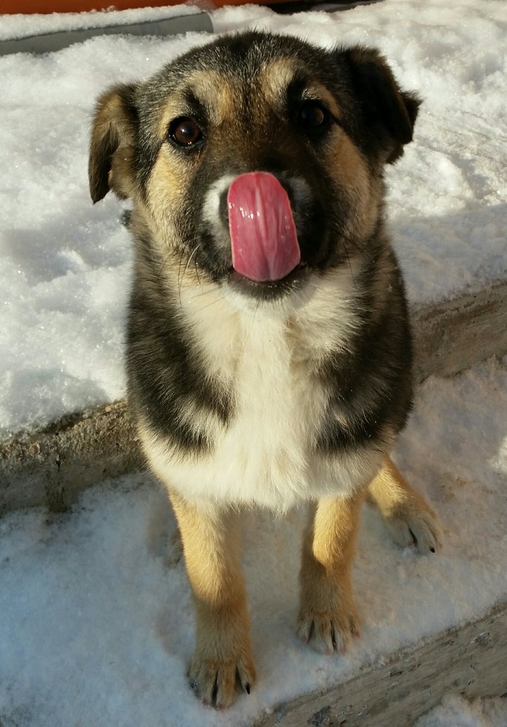 Щенок