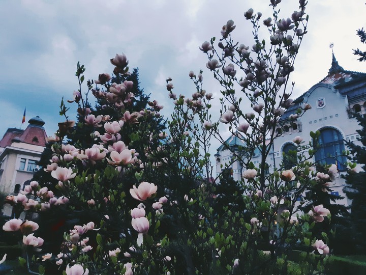 Lovely magnolia