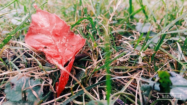 Red leaf