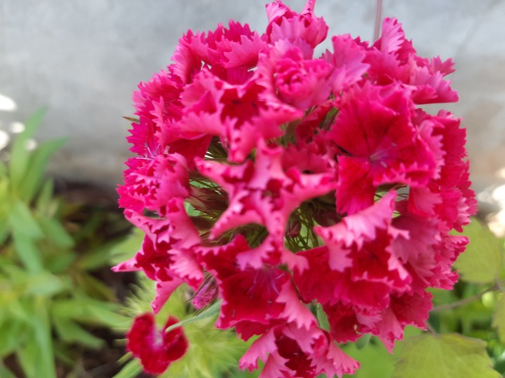 pink carnation