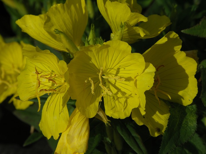 flowers yellow