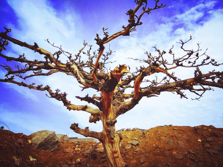 beautiful tree