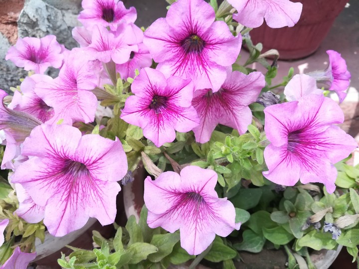 Garden Flowers