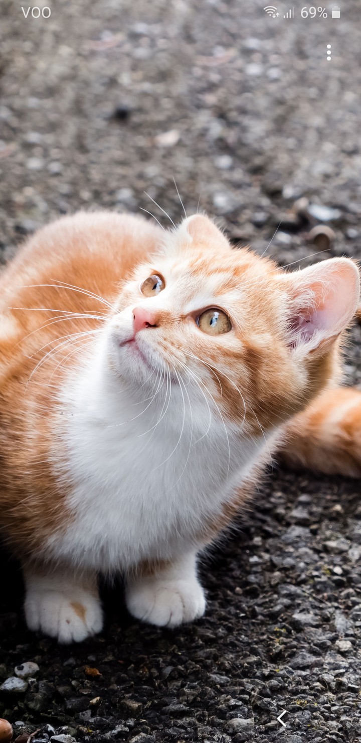 kat