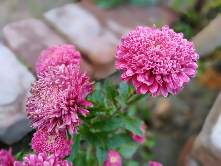 Chinese aster flowers