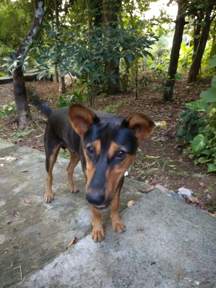 dog