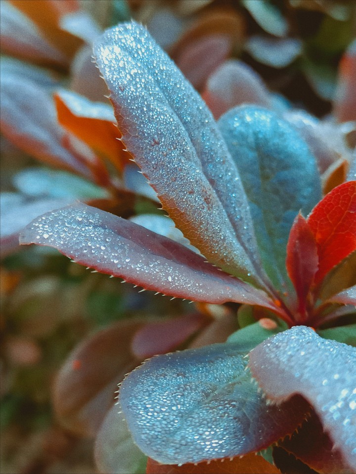 plant