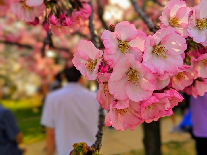 Cherry Blossom, Washington, DC