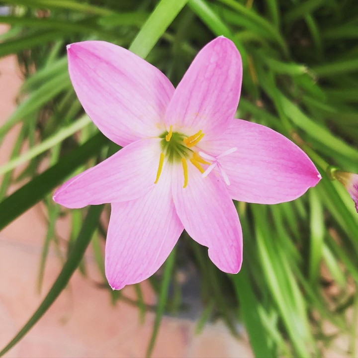 pink