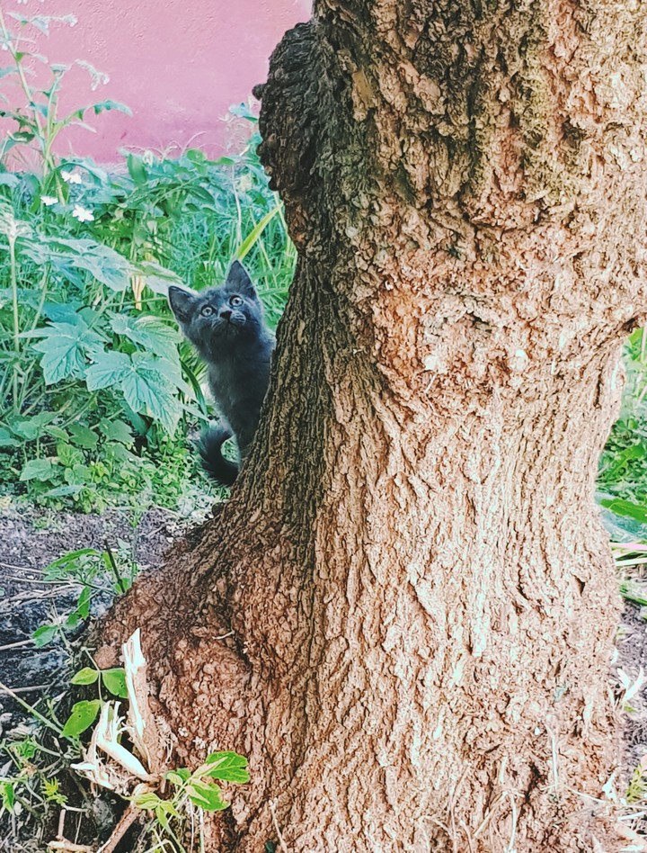 котенок