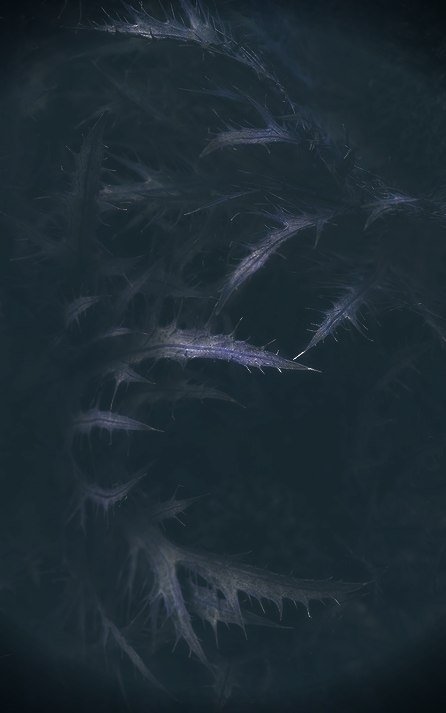 Dark