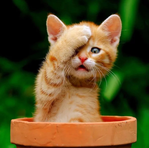 heppy#cat
