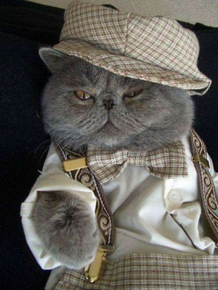 cat cute 