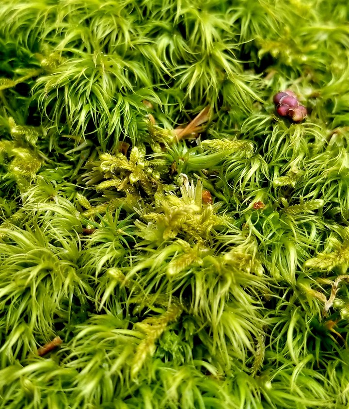 broom moss Gs8+ HDR shot
