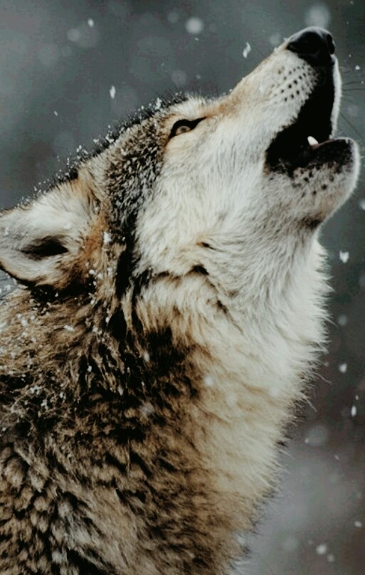 Wolf Edition