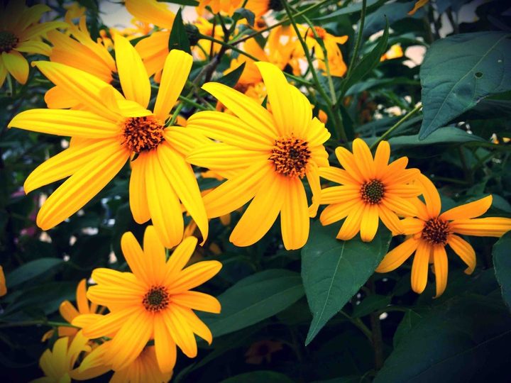 Yellow..