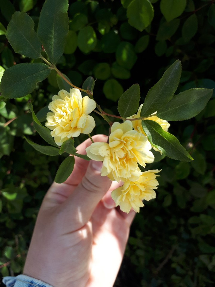 spring