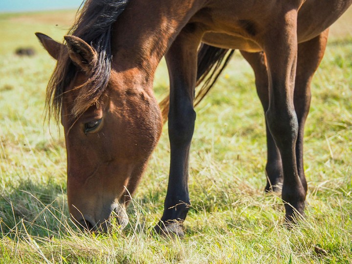 Pony