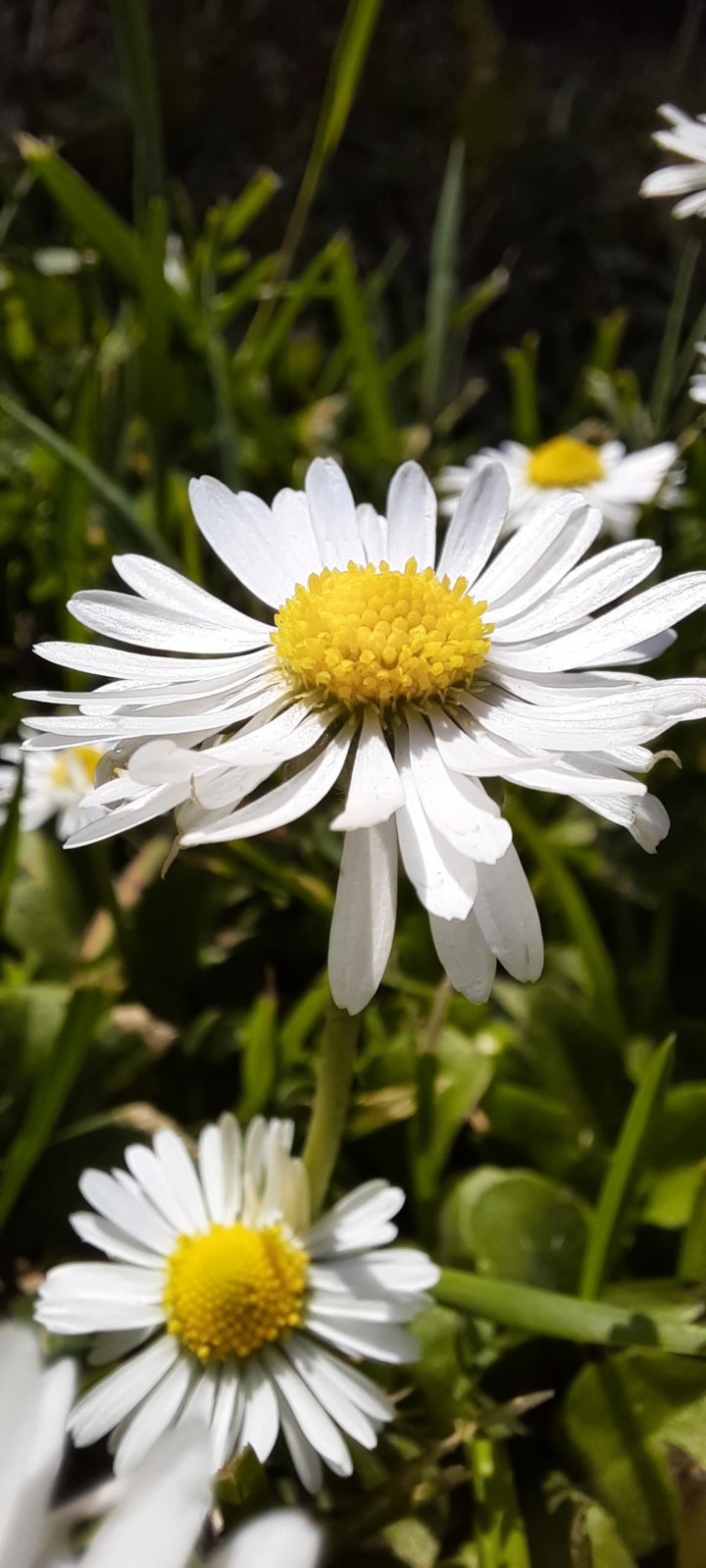 spring