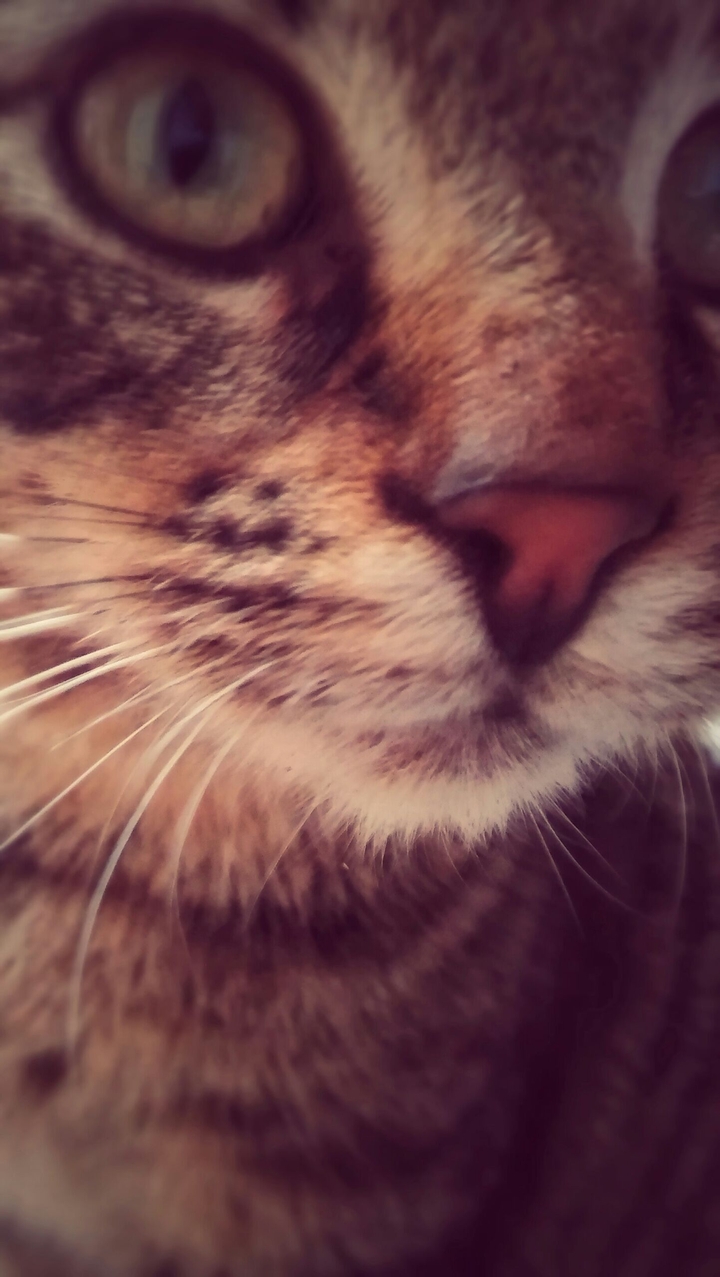 Autumn Cat
