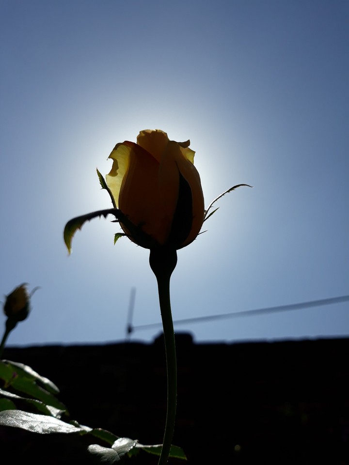 photo from my garden